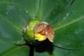 image of Costus malortieanus