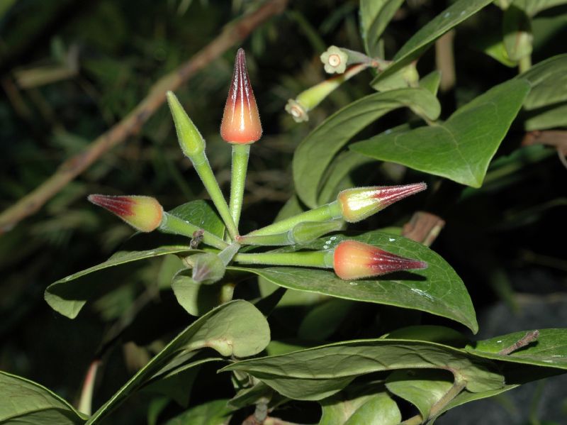 Ericaceae Ceratostema silvicola