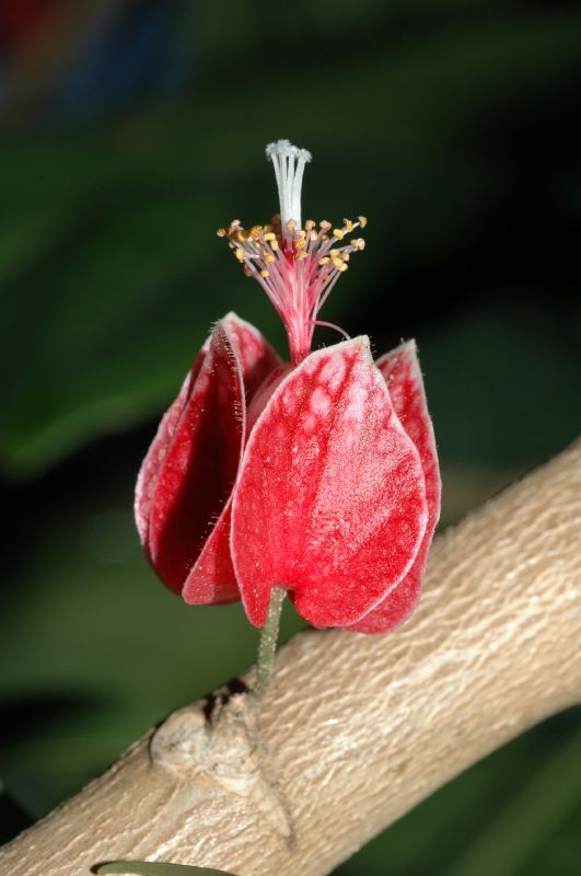 Malvaceae Pavonia cauliflora