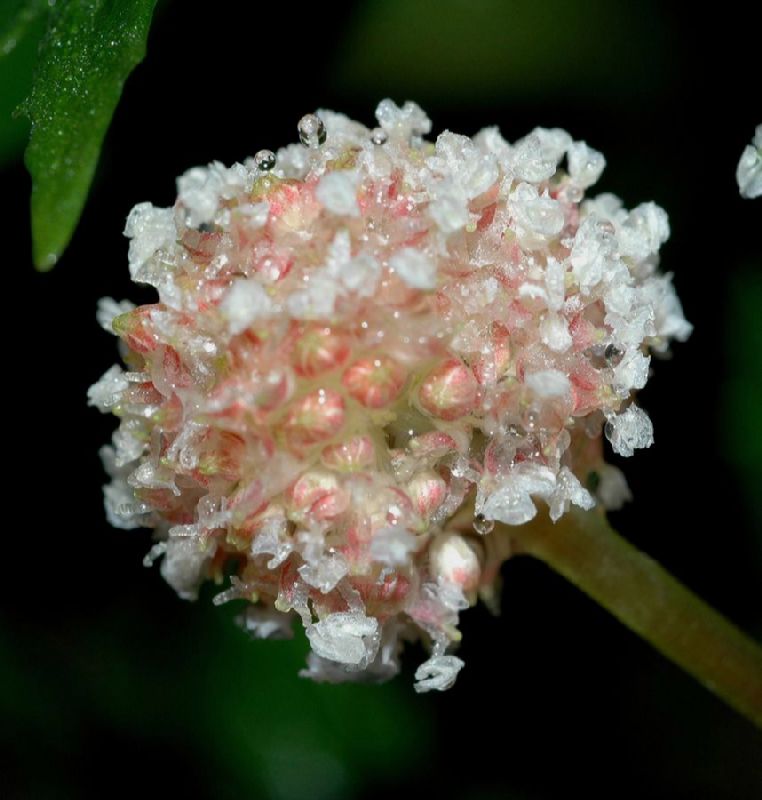 Urticaceae Pilea semidentata