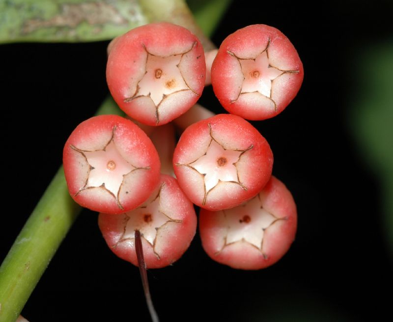 Ericaceae Psammisia sodiroi