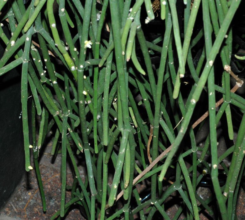 Cactaceae Rhipsalis floccosa