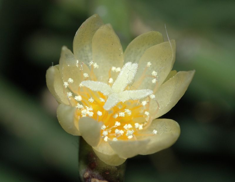 Cactaceae Rhipsalis neves-armondii