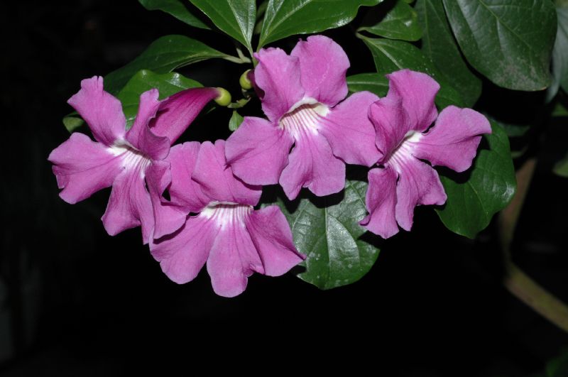 Bignoniaceae Saritaea magnifica