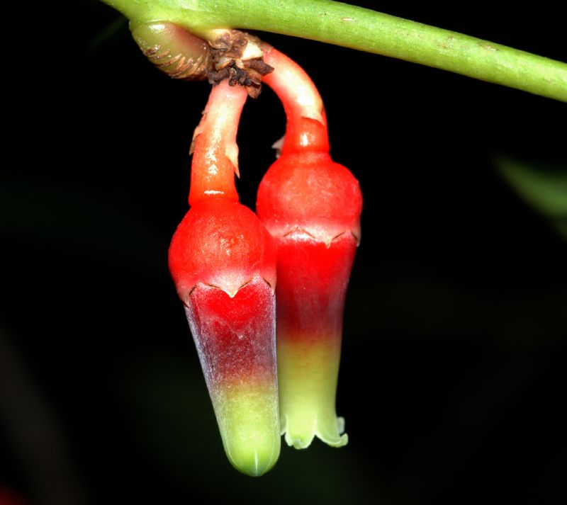 Ericaceae Psammisia sodiroi