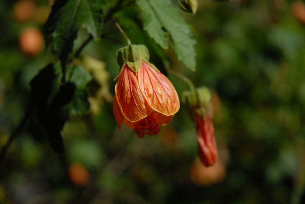 Malvaceae Abutilon peruvianum