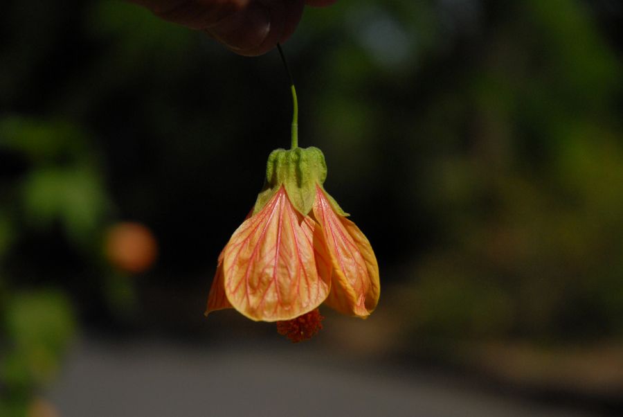 Malvaceae Abutilon peruvianum