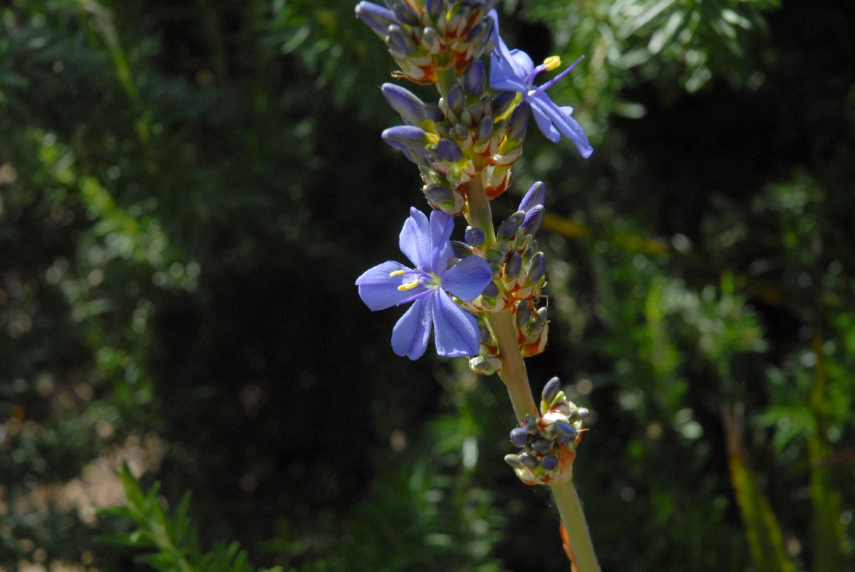 Iridaceae Aristea major