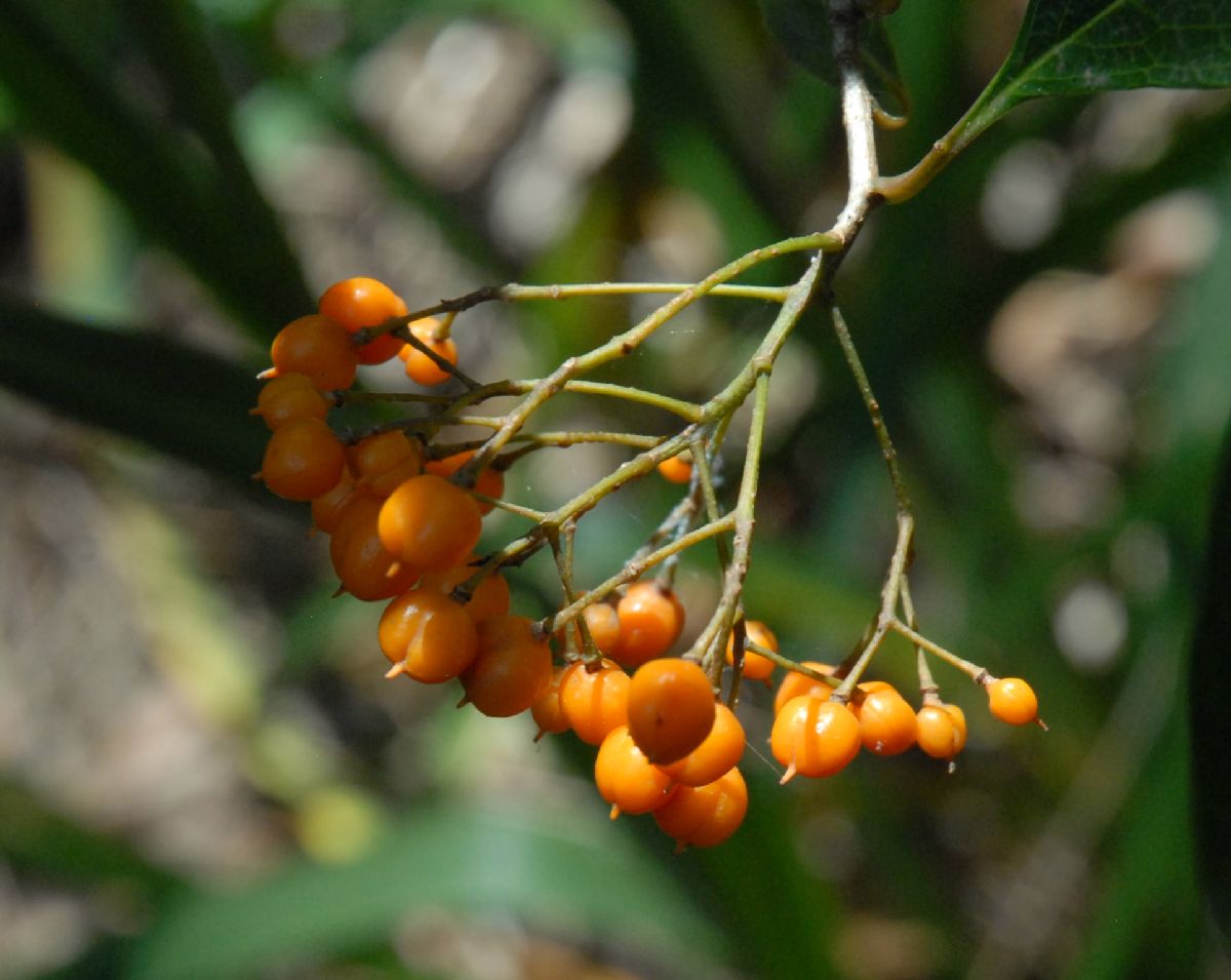 Pittosporaceae Auranticarpa rhombifolia