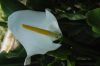 image of Calla palustris