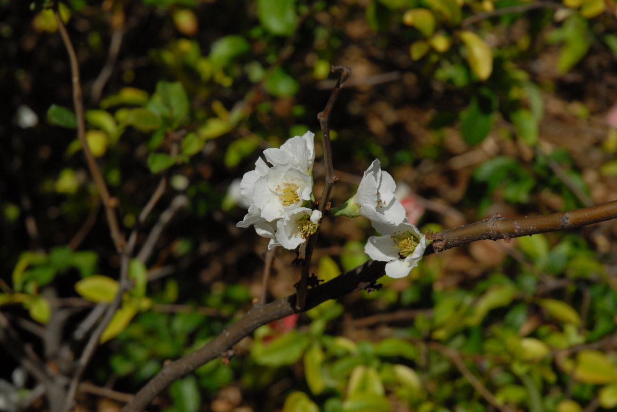 Rosaceae Chaenomeles speciosa
