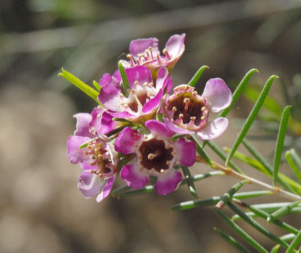 Myrtaceae Chamelaucium 