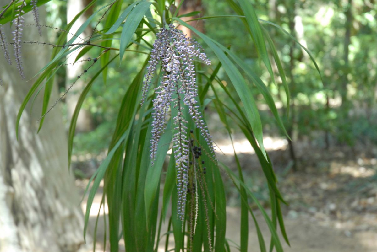 Asparagaceae Cordyline stricta
