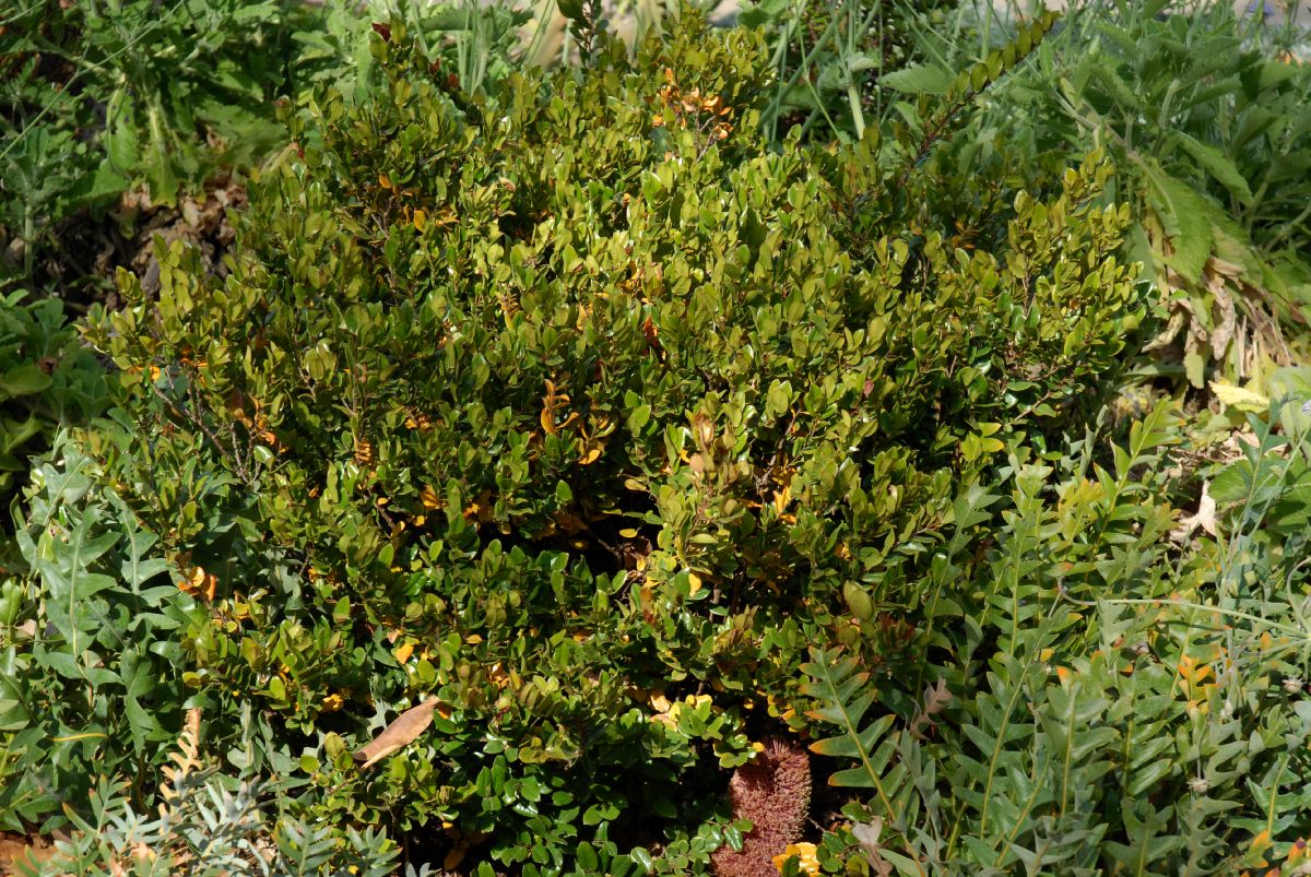Ebenaceae Diospyros whyteana