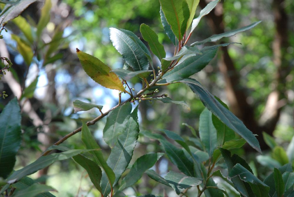 Elaeocarpaceae Elaeocarpus reticulatus