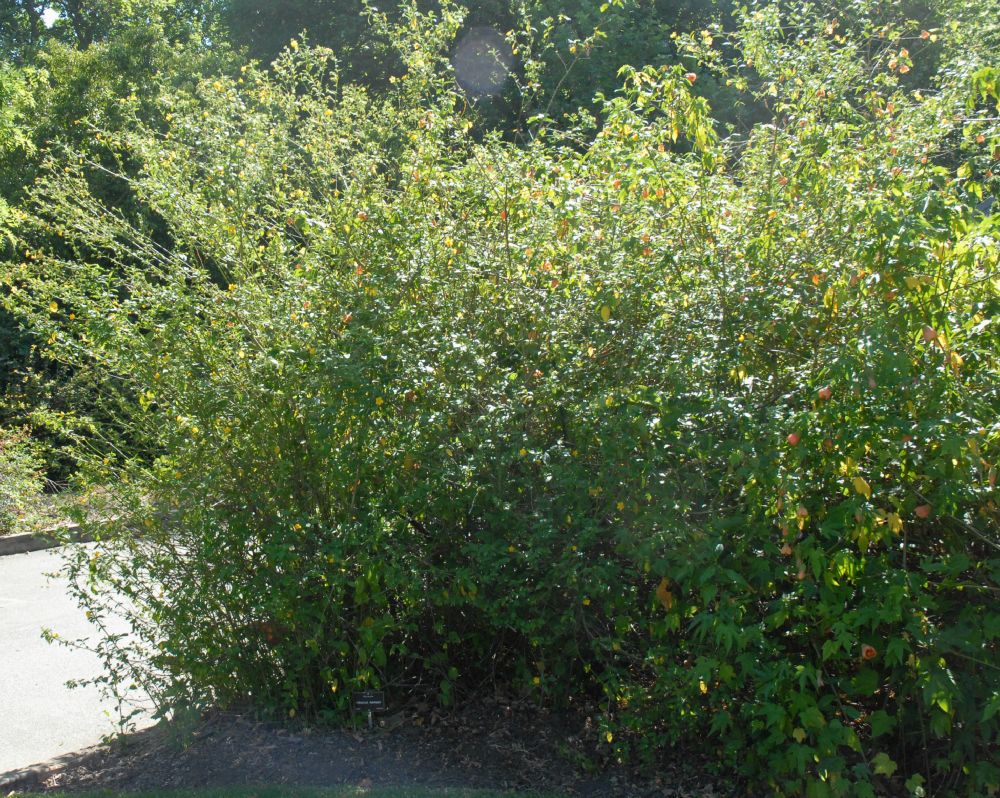 Malvaceae Hibiscus hamabo
