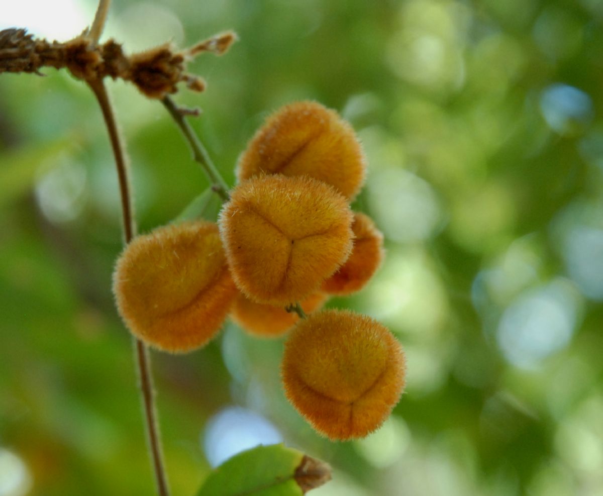 Sapindaceae Jagera pseudorhus