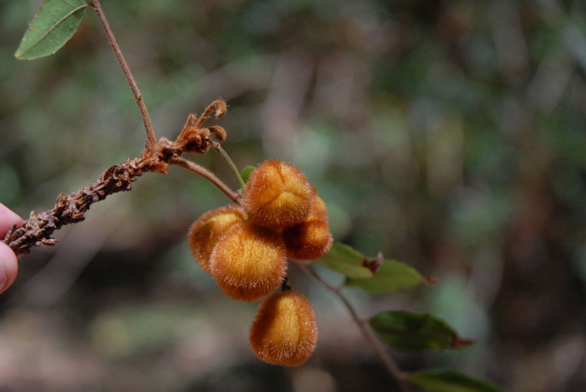 Sapindaceae Jagera pseudorhus