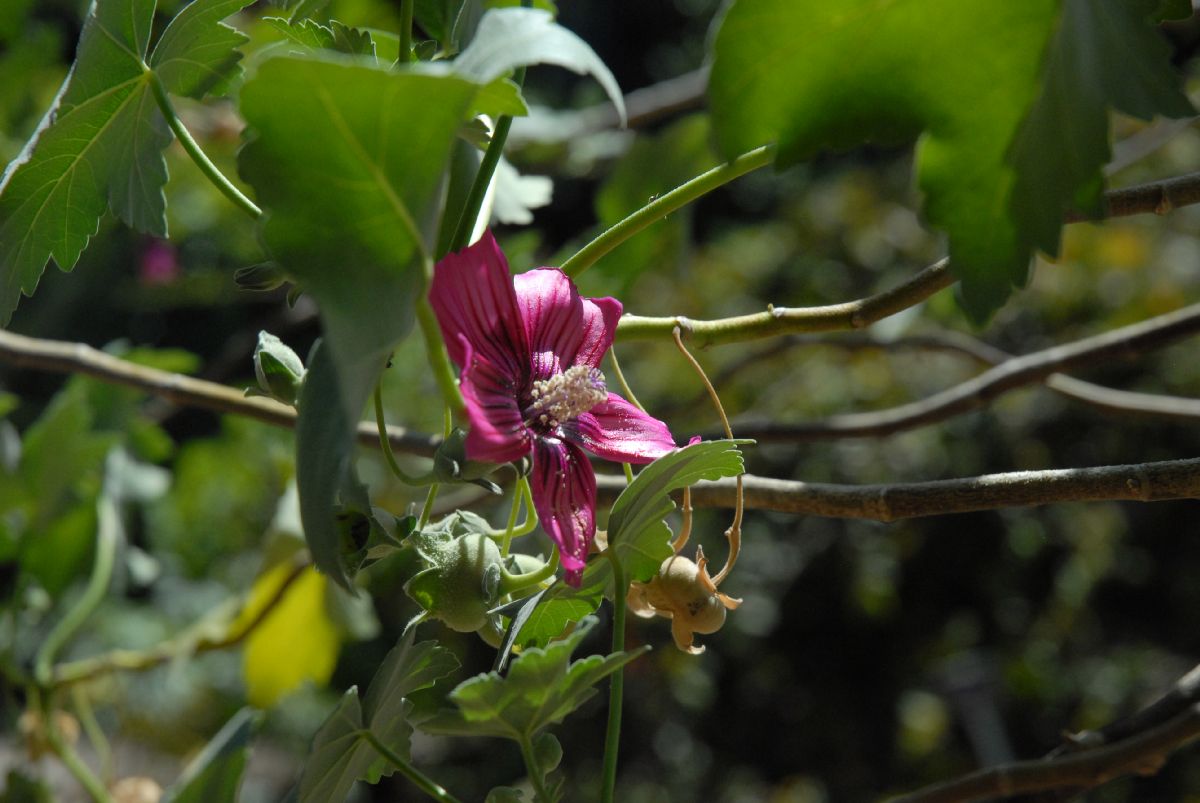 Malvaceae Lavatera assurgentiflora