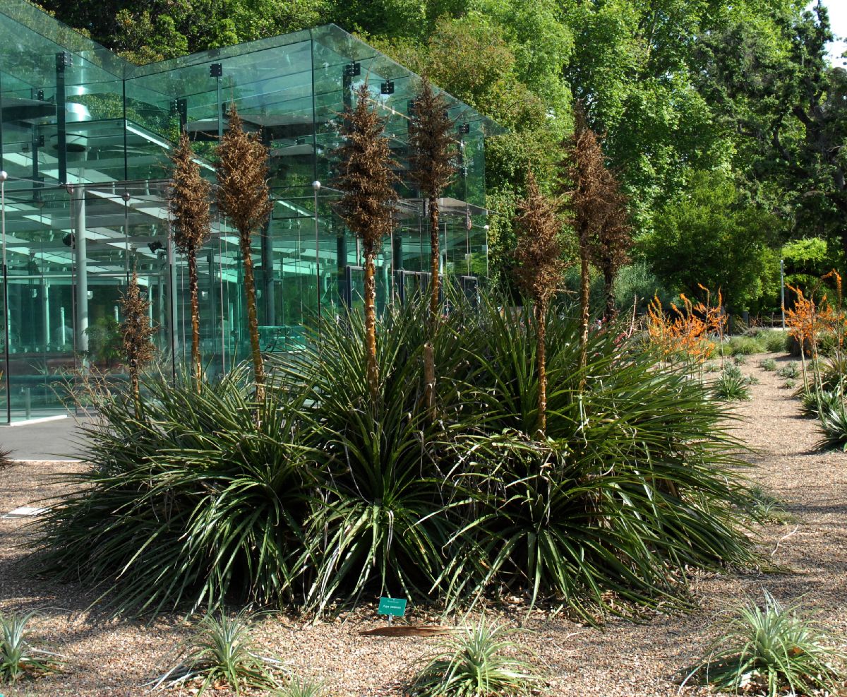 Bromeliaceae Puya chilensis