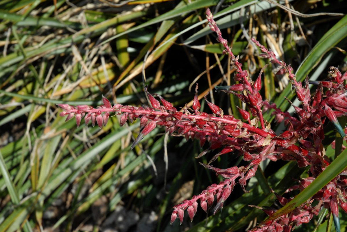 Bromeliaceae Puya spathacea