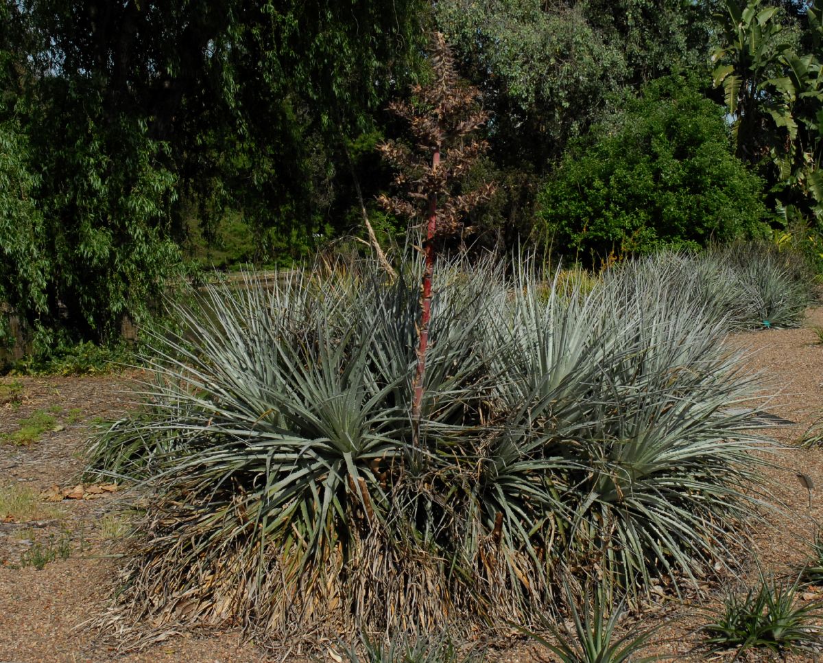 Bromeliaceae Puya venusta