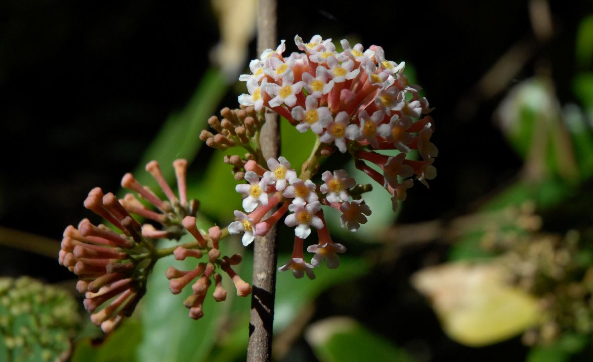 Rubiaceae Rondeletia amoena