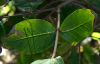 image of Rondeletia amoena