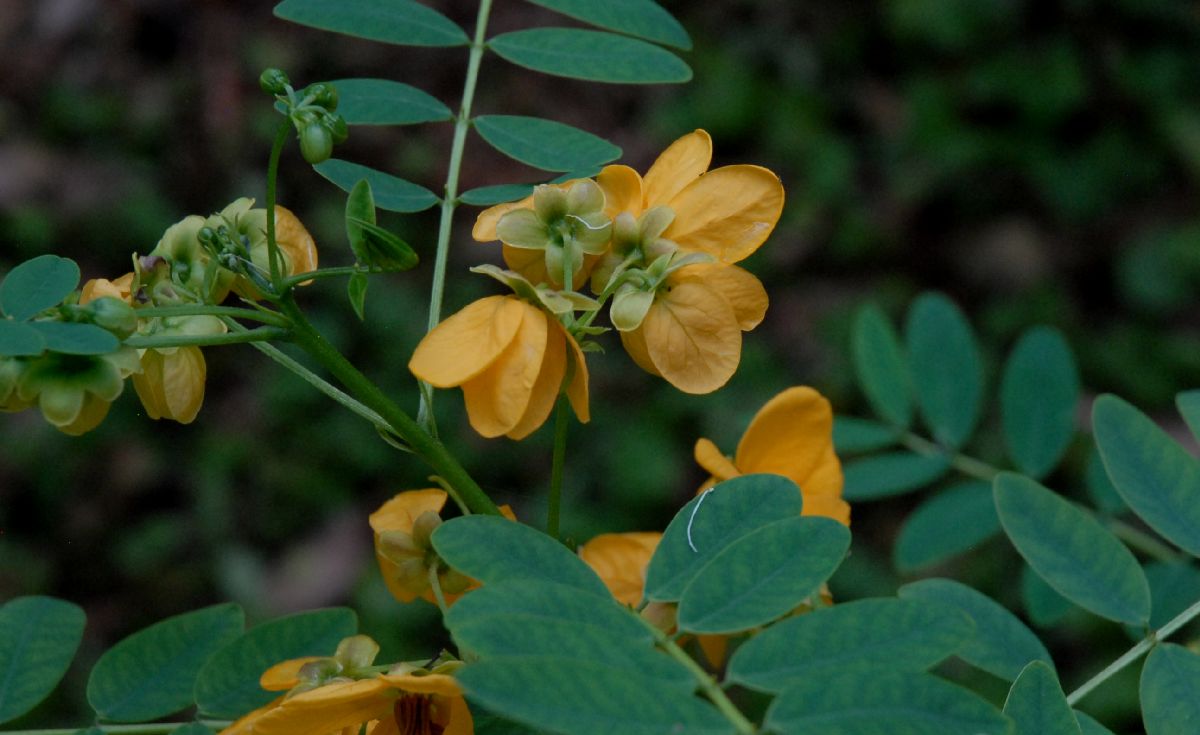 Fabaceae Senna acclinus