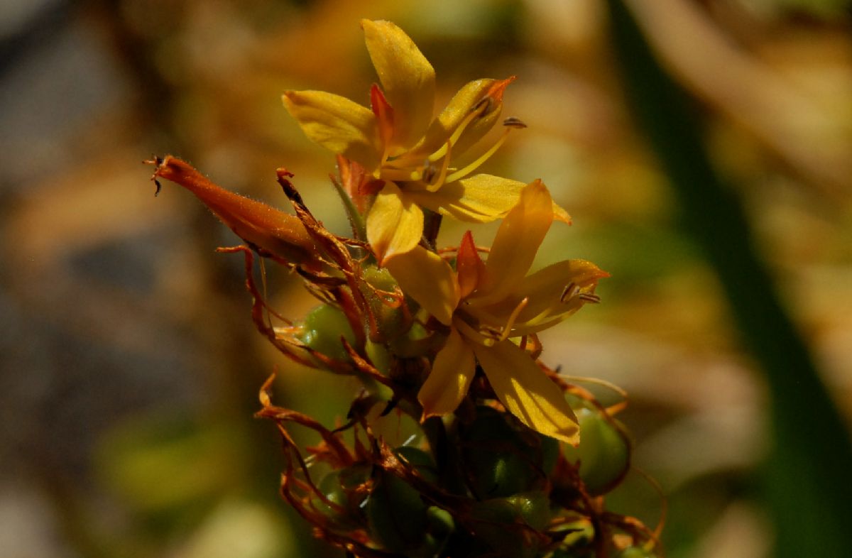 Haemodoraceae Wachendorfia thyrsiflora