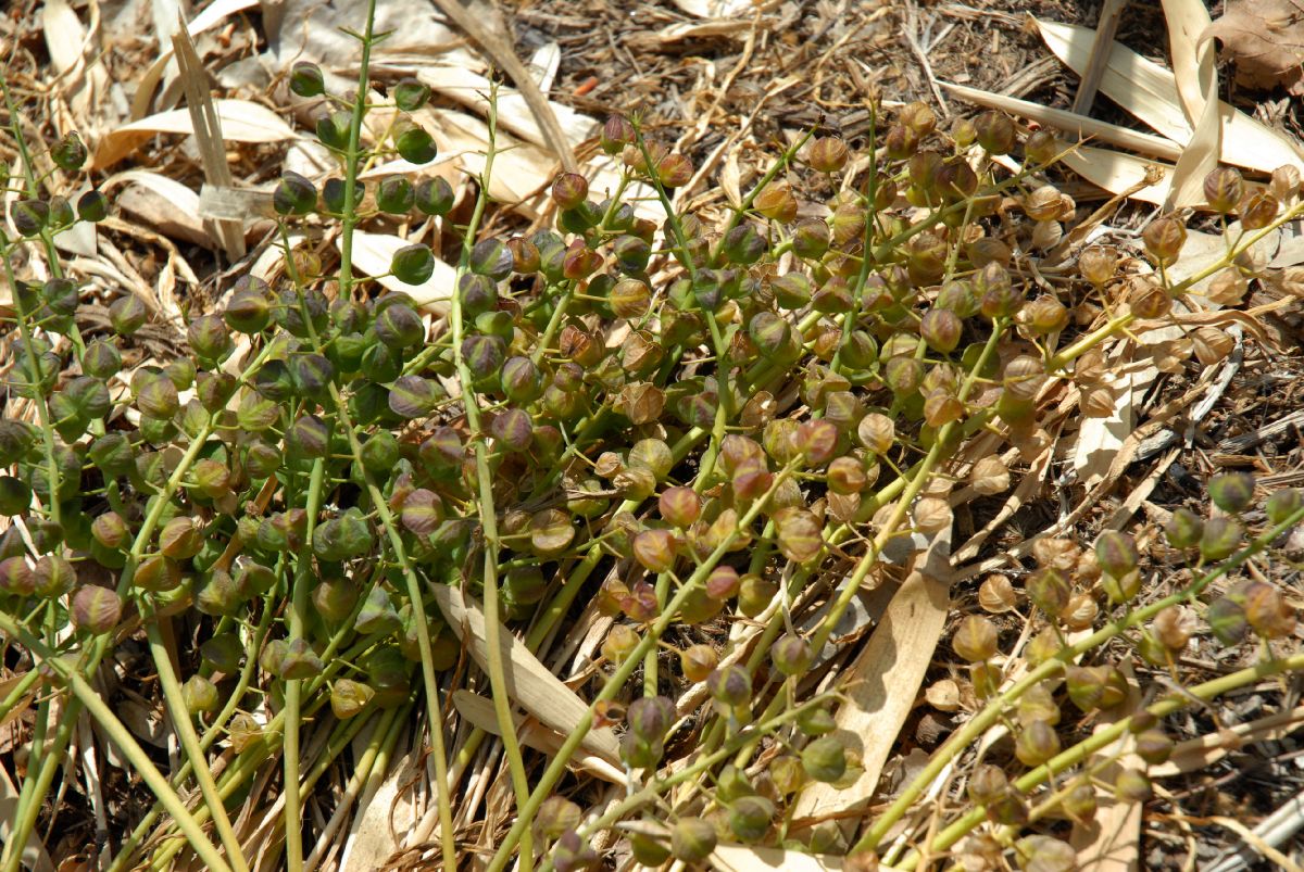 Hyacinthaceae Bellevalia romana