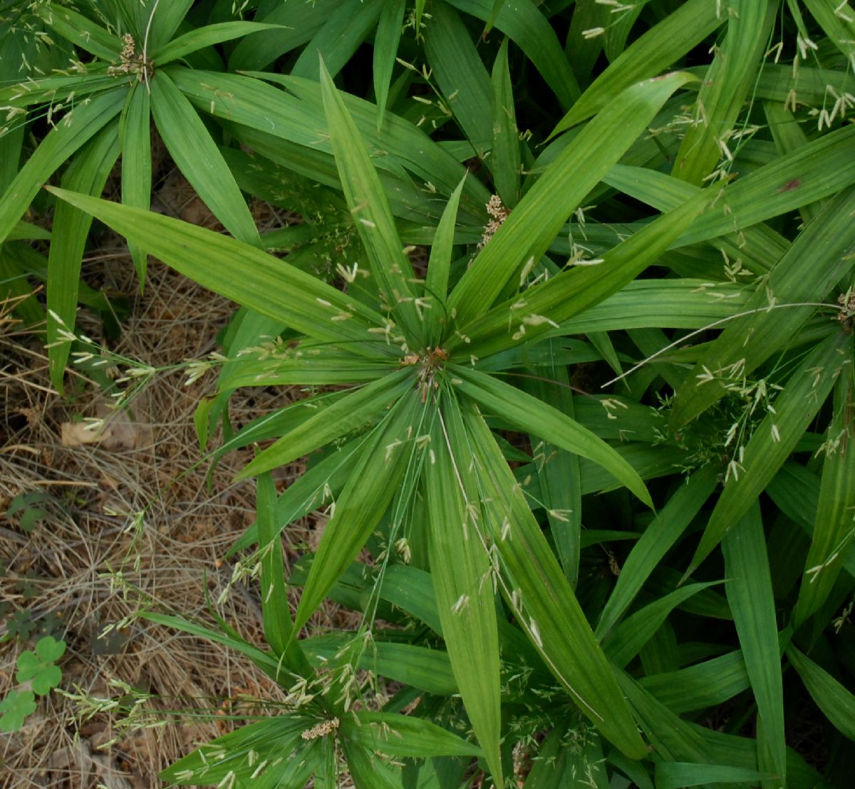 Cyperaceae Cyperus natalensis