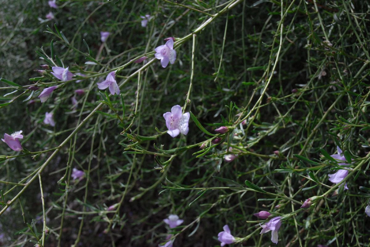 Scrophulariaceae Eremophila divaricata