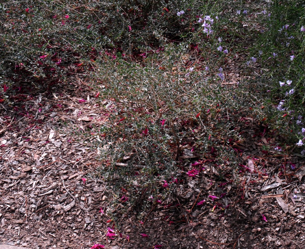 Scrophulariaceae Eremophila maculata