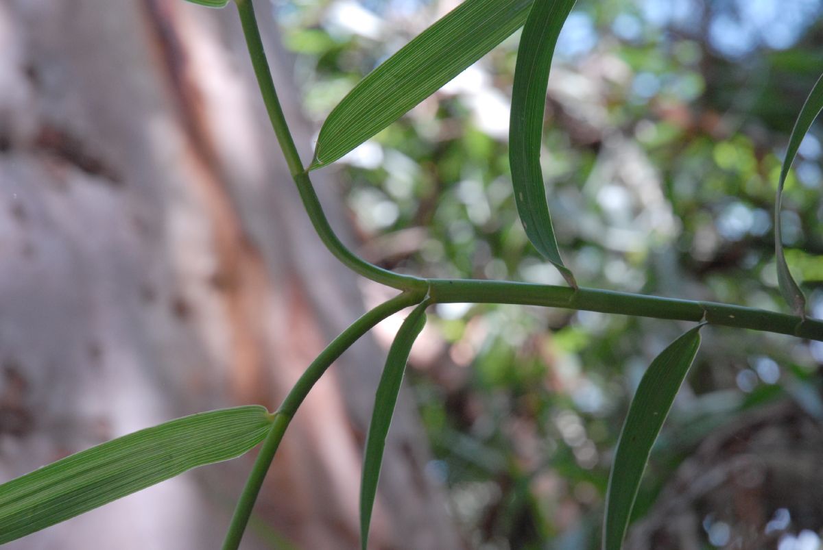 Flagellariaceae Flagellaria indica