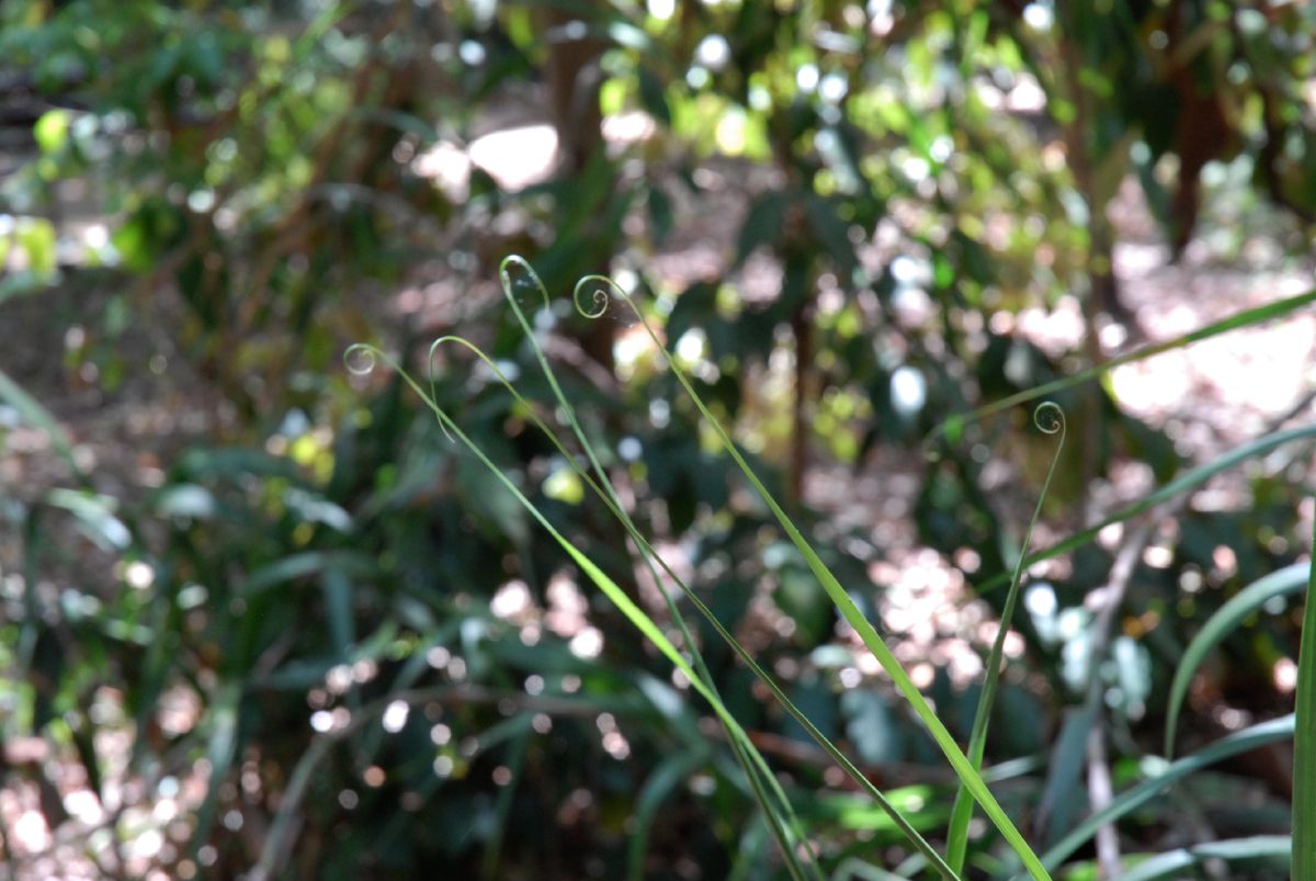Flagellariaceae Flagellaria indica