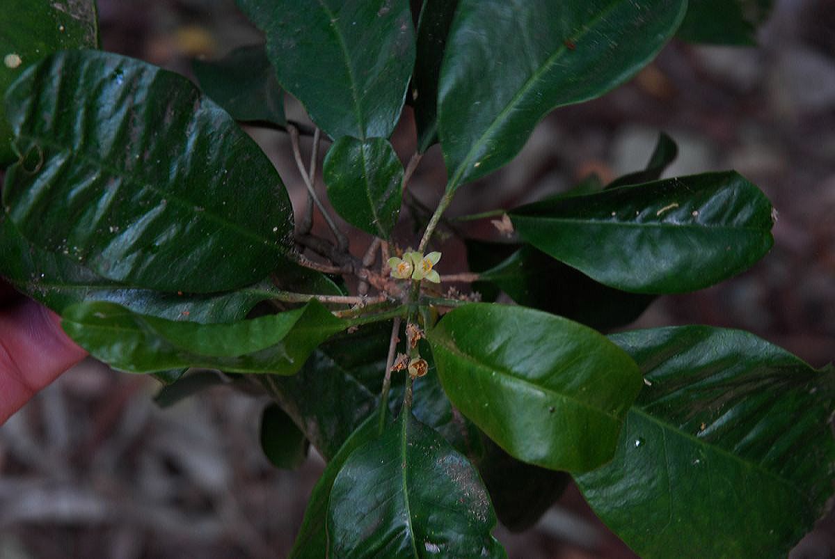 Rutaceae Flindersia brayleyana