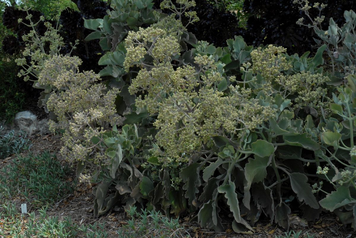 Crassulaceae Kalanchoe beharensis