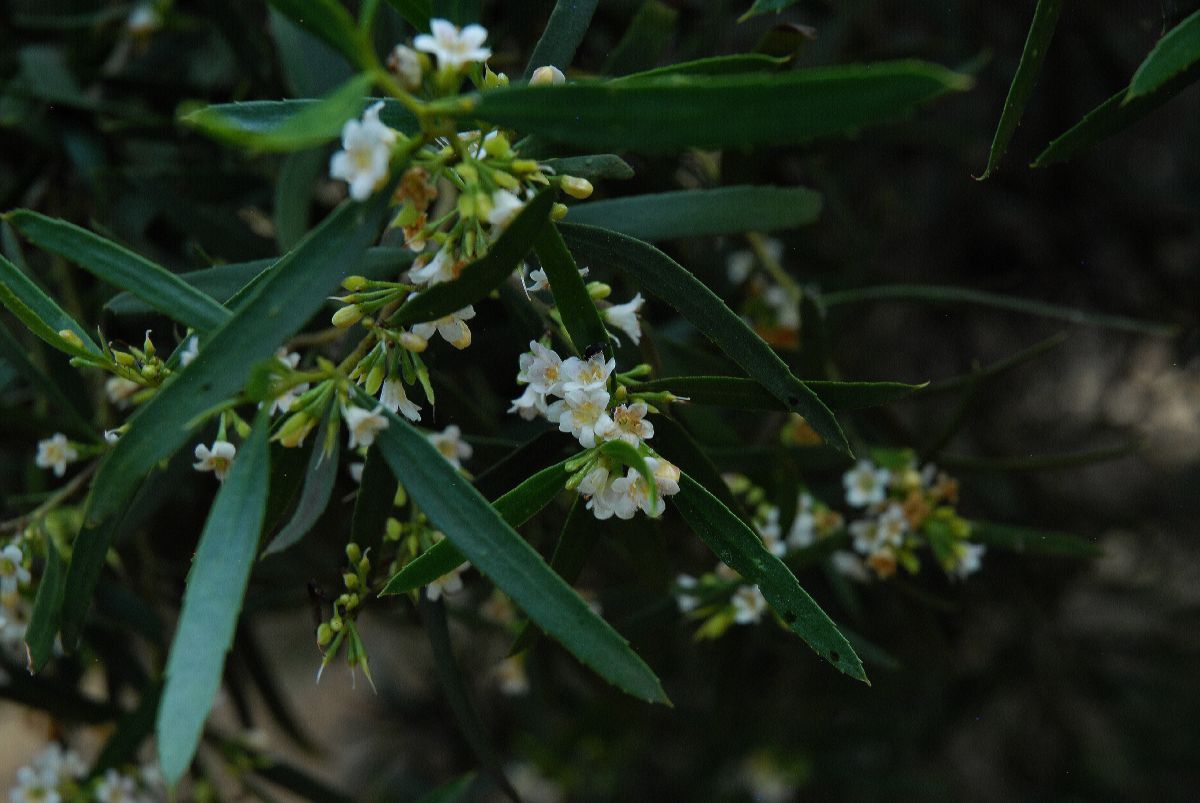 Scrophulariaceae Myoporum platycarpum