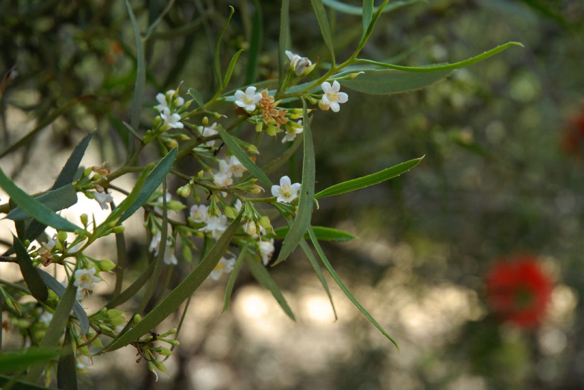 Scrophulariaceae Myoporum platycarpum