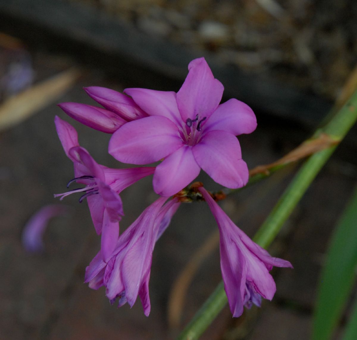 Iridaceae Watsonia marginata