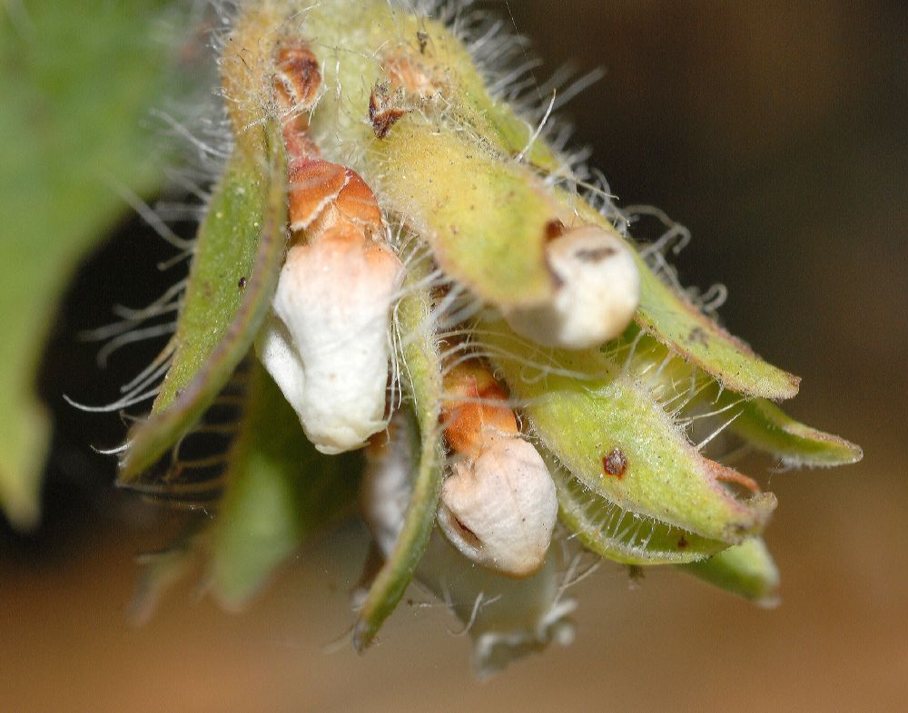 Ericaceae Arctostaphylos pechoensis