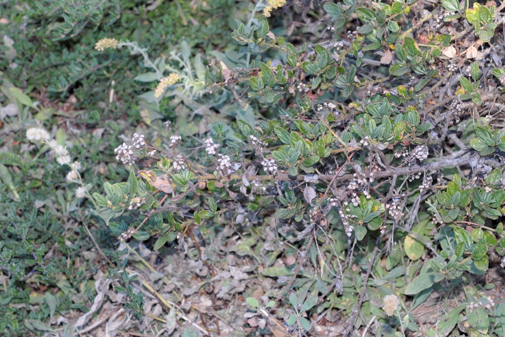 Rhamnaceae Ceanothus griseus