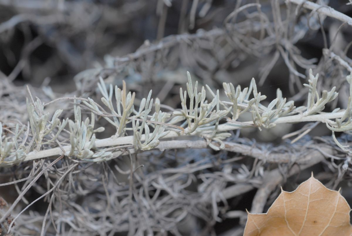Asteraceae Artemisia californica