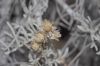 image of Artemisia californica