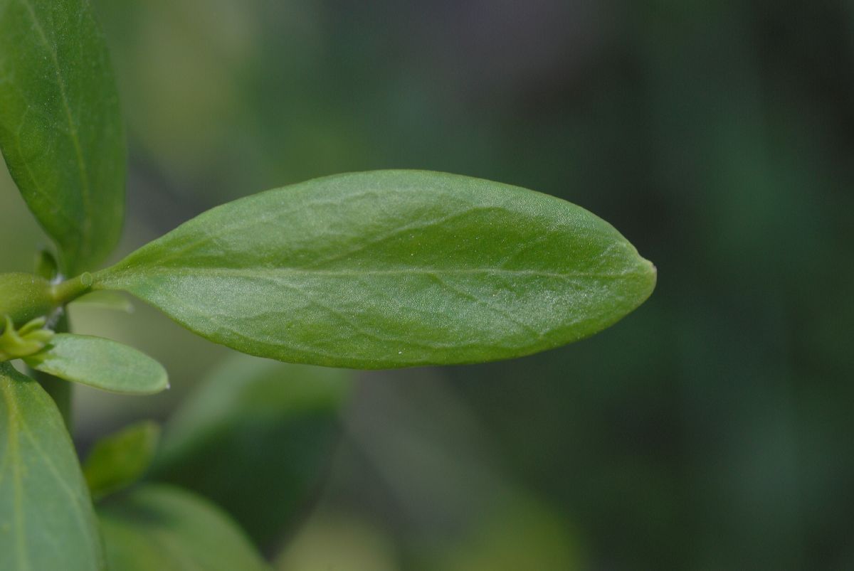 Plantaginaceae Galvezia speciosa