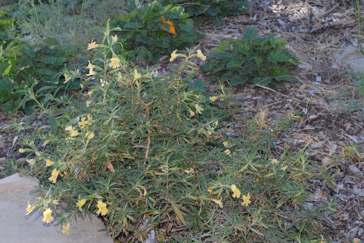 Phrymaceae Mimulus aurantiacus