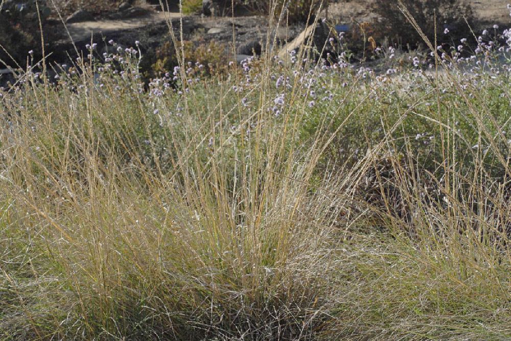 Poaceae Muhlenbergia rigens