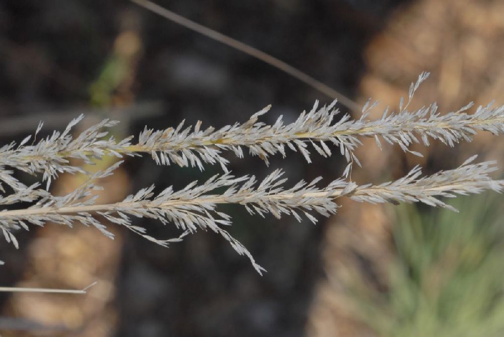 Poaceae Muhlenbergia rigens