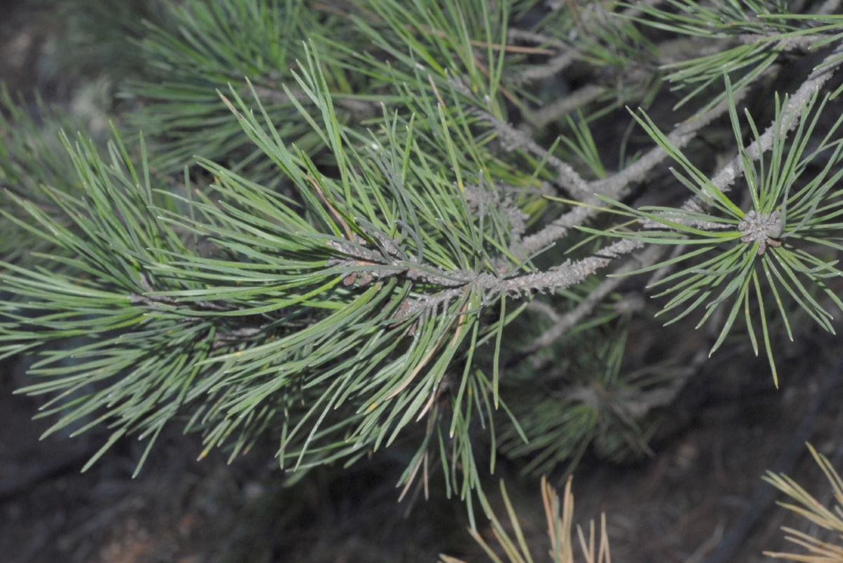 Pinaceae Pinus muricata